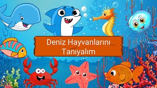 Denizde Yaşayan Hayvanları Tanıyalım! 🌊 Çocuklar İçin Eğlenceli Deniz Hayvanları Öğrenme Videosu!\