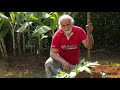 cÓmo preparar hoyos para la siembra de Árboles frutales y forestales 🌳 jairo restrepo rivera