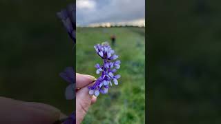 Vetch flowers at Bellingar Estates