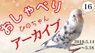 「いっぱいしゃべるよ∧( 'Θ' )∧」おしゃべり大好きセキセイインコのぴのちゃん おしゃべりと成長の記録 アーカイブ その 16