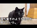 ペットショップで大きくなってしまった「セール中」の猫が気になり引き取ったら..【猫の不思議な話】【朗読】