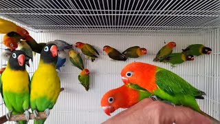 Afrecan Lovebird Cage Breeding Setup In Canada|How To Breed Green Fisher Opaline Lovebird Bird Video