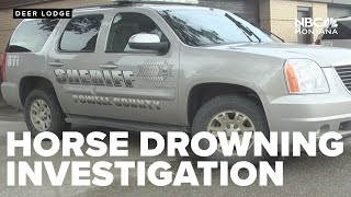 Investigation underway after video appears to show horse drowning