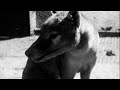 Thylacine 1080p 60fps.