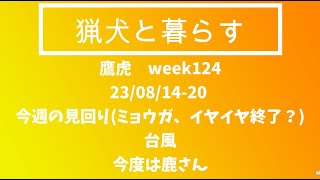 「猟犬と暮らす」week124