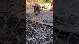 Bluetick Hound Mama Dog \u0026 Her Four Dying Babies In ER After Heinous Neglect [STORY BELOW]