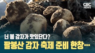 [CBC뉴스] 너 봄 감자가 맛있단다  팔봉산 감자 축제 준비 한창…ㅣ230309