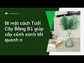 Bí mật cách Tưới Cây Bằng B1 giúp cây cảnh xanh tốt quanh năm