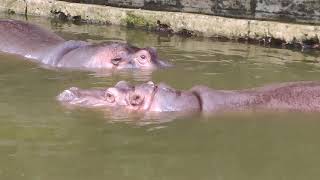 【①】Hippopotamus・かば・カバ・河馬・漢字の勉強：蓁蓁・しんしん・・・・・沖縄こどもの国・Okinawa Zoo \u0026 Museum(20201212)