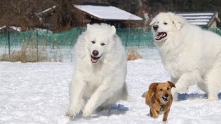 雪遊びでテンションマックスの全速力を見せてくれました