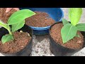 SUPER SPECIAL TECHNIQUE for propagating bananas using only beer and aloe vera, super growth