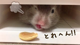 かぼちゃの種を必死で取るハムスター/Golden Hamster