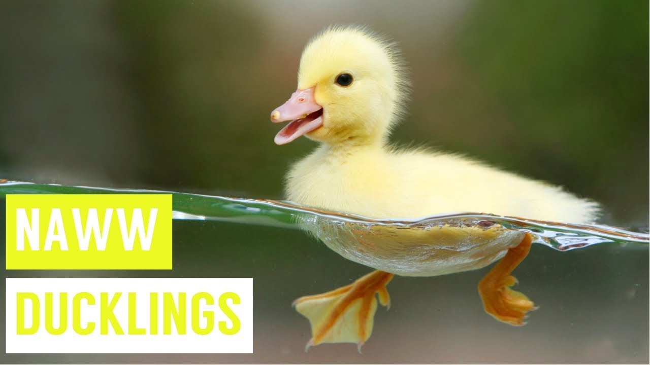 Super Cute Ducklings Swimming And Eating Compilation Youtube