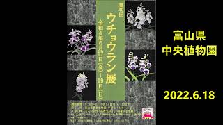 220618花ウチョウラン展富山県中央植物園3 09