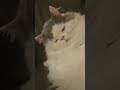 自分の寝言で目を覚ます子猫 猫 子猫 shorts ミヌエット 猫のいる暮らし cat catlover kitty funny