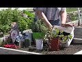 Garden2Plate: Gardening - Planting a Mini–Herb Garden