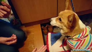 【舐めるだけ】が出来る犬！！