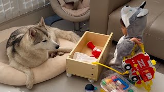 大晦日も変わらずに仲良く過ごすハスキー犬と弟 A Siberian Husky and his little brother get along as usual on New Year's Eve.