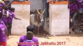 Venthanpatti jallikattu 2017