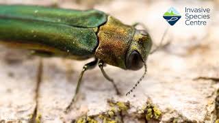 How to identify emerald ash borer