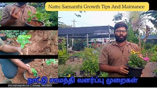 நாட்டு சாமந்தி வளர்ப்பு முறைகள்  #trendy #samanthitips #samanthi #tipsandgrowth #gardenplants