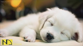 20 HOURS of Deep Sleep Dog Calming Music🐶🎵Anti Separation Anxiety Relief🐶🎵Dog Music 💖🎵 NadanMusic