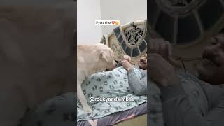 simba ko kya churana hai😁#pets #doglover #cute #labrador #dogs #dogvlog #shortvideo #shorts