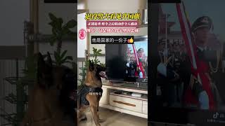 山东烟台退役警犬的国旗敬礼 Saluting Paws: Retired Police Dog's Heartwarming Tribute to the National Flag!