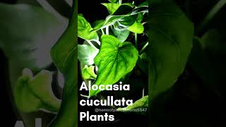 Alocasia cucullata Plant // #scientificname ||#trending #virals #gardening #floweringplant