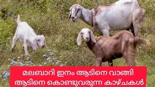 🐐മലബാറി ഇനം ആടിനെ വാങ്ങി ആടിനെ കൊണ്ടുവരുന്ന കാഴ്ചകൾ🐐[Vlogs and Talks]🐐