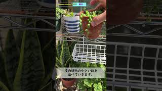 【100均園芸】その②・多肉植物の小さい鉢を置くには…【ライフハック】