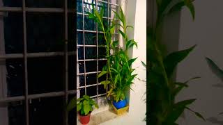 എന്റെ പോസിറ്റീവ് എനർജി ഇവരൊക്കെ യാണ് #rafiathmanaf #indoorplants #plants #shorts