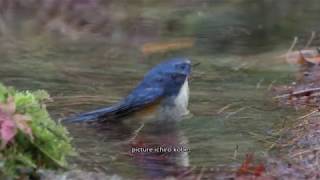 イケメンルリビタキの水浴び《今日の六甲の湯》：瑠璃鶲：Tarsiger cyanurus：Red flanked Bushrobin－六甲山－2019 12 09