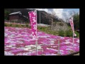 芝桜（徳島県美馬市入倉）見ごろ　平成29年4月16日