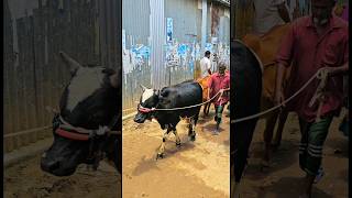 বাজারে উঠছে বড় বড় গরু🐂🔥🇧🇩#viralvideo #cow #trending #video #shorts #short #shortvideo #foryou 🔥🇧🇩🐂