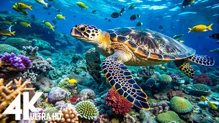 [NEW] 11HR Stunning 4K Underwater Footage-Rare \u0026 Colorful Sea Life Video, Sleep Meditation Music #14