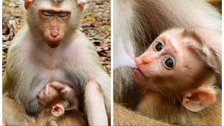 The Heart of a Monkey Mother: Nurturing and Protecting#monkeybehaviour #mothermonkey #wildlife