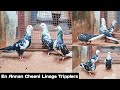 JACK CHEENI TRIPPLER PIGEON | ANNAN LINAGE PIGEONS