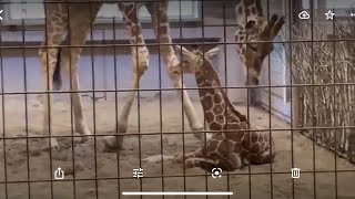 【キリン】生後20日のきりんの赤ちゃんと杏子（母親）Giraffe baby とべ動物園