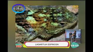 Mundo animal: lagartija espinosa