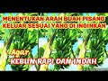 Cara Menentukan Arah Buah Pisang Supaya Arah Berbuah Sesuai Harapan