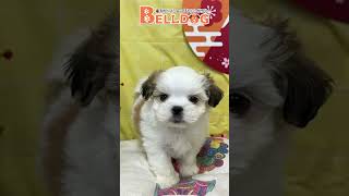 かわいい犬・猫紹介【横浜ペットショップ ベルドック】#shorts #猫動画 #猫のいる暮らし