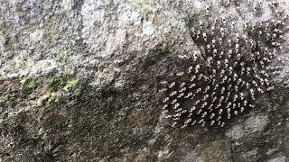 密集恐懼症勿入！這是什麼生物?小昆蟲大遷徙?!~小蘭谷瀑布 | 谷關秘境