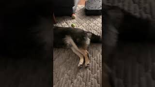 【豆柴】お風呂上がりの扇風機は僕のもの？ #shorts #shiba