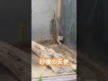 神戸どうぶつ王国”砂漠の天使”スナネコ＃猫＃神戸観光