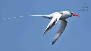 Interesting facts about Red billed Tropicbird by weird square