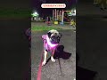 お散歩から絶対に帰りたくないパグ【パグ犬bubu】 pug dog