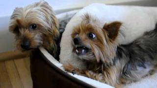 Two Yorkies have to share one bed