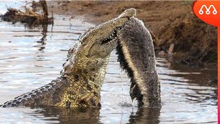 CROCODILE CATCHES RATEL EASILY