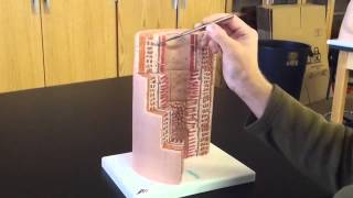 Digestive System Wall Model